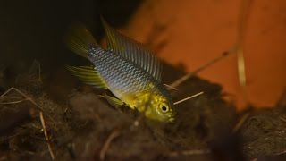 Apistogramma borellii  Breeding Part 1 [upl. by Neffirg]