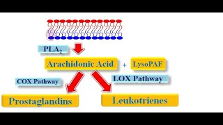 Arachidonic Acid Metabolism [upl. by Aiuqes]