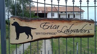 Allevamento Britishpride  Erica Labradors [upl. by Ak457]