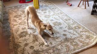 10 Funniest Whippet Videos  Funny Animals [upl. by Nomad]