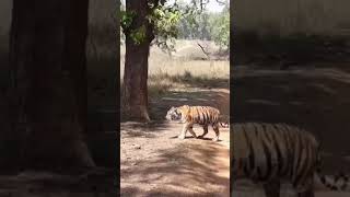 Safari in India Tigers and Temples [upl. by Ytsirk]