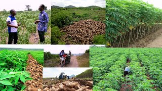 woow 200 ACRE LAND OF CASSAVA PLANTATION WATCH THE FARMING JOURNEY OF ELDER DANIEL TETTEH [upl. by Seni]