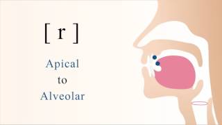 r  voiced apical alveolar trill [upl. by Otrebile]