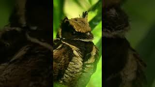 GREAT EARED NIGHTJAR birdslover birds subscribe share [upl. by Ellenoj]