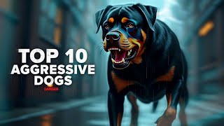 10 Most Bloody Dog Breeds with a Bloodthirsty Reputation😱 [upl. by Eelan]