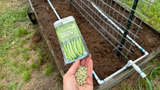 Planting Peas Horse Compost North Central Florida Garden [upl. by Enomaj]