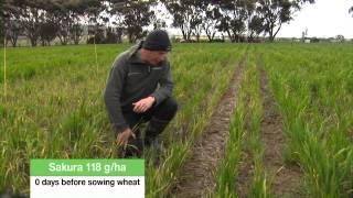 Sakura® preemergent herbicide at work in Bacchus Marsh Vic [upl. by Landau557]