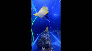 FEEDING Longnose butterfly fish shorts [upl. by Plerre213]