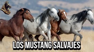 Caballos Mustang  El Espíritu Salvaje del Oeste [upl. by Aman167]