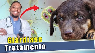 GIÁRDIA em cães SINTOMAS TRATAMENTO PREVENÇÃO [upl. by Yenahteb133]