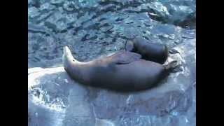 La foca allatta il suo cucciolo  SeaWorld Orlando 2011  Florida [upl. by Wilbur]