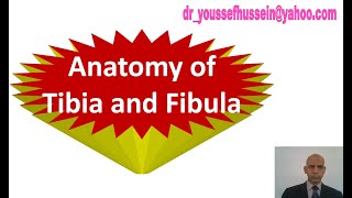 3 Tibia  Intercondylar area  Soleal line  Vertical line  Fibula  Subcutaneous triangle  Fossa [upl. by Renwick]