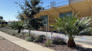 Young Jubaea palms lining a road in San Luis Obispo California [upl. by Herald]