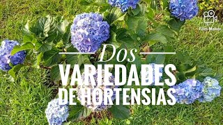 Dos variedades de Hortensias [upl. by Jobe]