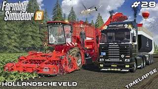 Harvesting SUGARBEET wMrsTheCamPeR  Animals on Hollandscheveld  Farming Simulator 19  Episode 28 [upl. by Archibaldo237]