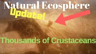 Natural Ecosphere 75 month update  Thousands of mystery crustaceans [upl. by Ahcsim]