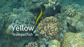 Yellow Trumpetfish Among Corals [upl. by Ramyaj]