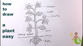 How TO Draw a Plant Step By StepDraw Parts Of Plant Easy [upl. by Packston]