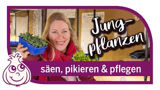 Aussaaten im Februar amp Gartenarbeiten  Säen Pikieren Pflegen von Gemüsepflanzen [upl. by Aizan55]