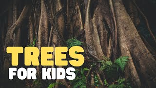 Trees for Kids  Learn all about trees in this fun educational video for kids [upl. by Leachim]