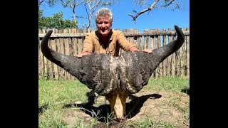 Cape caffer buffalo buffle hunting chasse in Mozambica Mozambique by Seladang [upl. by Nyleuqaj730]