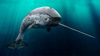 Narwhal  Amazing Animal [upl. by Mcroberts]