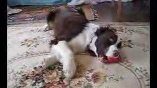 english springer spaniel [upl. by Elysee]