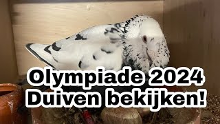 Olympiade 2024  Duiven bekijken  en de jonge duiven  Postduiven [upl. by Kcirdet]