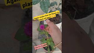 Repotting My Splorias Gomphrena Flower plant in plastic pot repotting gomphrena flowerplant [upl. by Najtsirk]