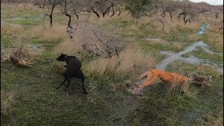 plaga de liebres y conejos  caza galgos vs liebres con dron y recuerden el sorteo [upl. by Leontine]