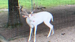 Albino Deer Antler Shedding [upl. by Zia]