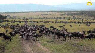 Die Große Migration in der Serengeti in Tansania  © Abendsonne Afrika [upl. by Elleynod750]