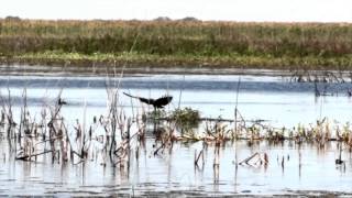 Lake Okeechobee Airboat tour on the Marsh Beast Airboat [upl. by Arihsan689]