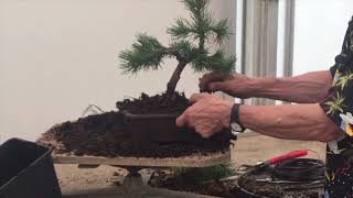 Making Bonsai from a Mugo Pine [upl. by Valda]