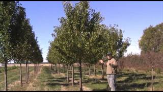 Ornamental Pear Trees [upl. by Drannel998]