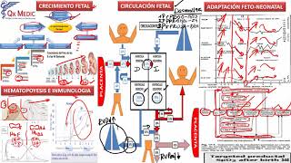 NEONATOLOGÍA ADAPTACIóN FETO NEONATAL [upl. by Neelyad]