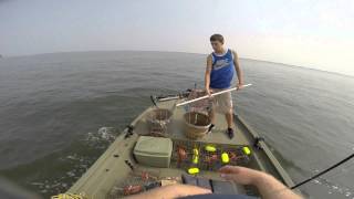 Crabbing Rockfish and Bluefishing all in one morning Kent Narrows Maryland [upl. by Ahsak]