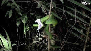 Awesome Snake Battles 🐍  PLANET WILD TV [upl. by Lerual]