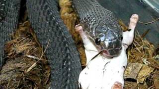 Cape File Snake Mehelya capensis eating Mouse [upl. by Nylinnej]