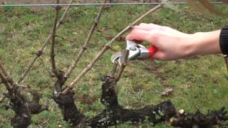 Spur Pruning Grapevinesmp4 [upl. by Murvyn320]