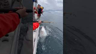 Halibut wrestlin sitka alaska fishingvideo fishalaska fishing deepseafishing halibut fish [upl. by Airdnola]