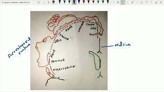 Functional areas of cerebrum part 1 [upl. by Lehsreh]