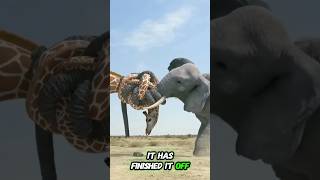 Do Elephants REALLY FIGHT in the Wild [upl. by Yona]