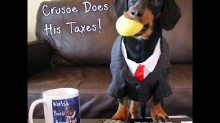 Crusoe the Dachshund Does His Taxes [upl. by Ablem]