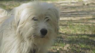 I met a beautiful Romanian Mioritic Shepherd Dog [upl. by Anitreb]