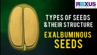 Types of Seeds and their Structure Exalbuminous seeds [upl. by Eerej134]