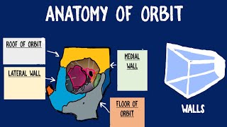 Orbit Anatomy [upl. by Lauter898]