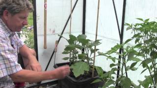 HOW TO PLANT AND GROW AUBERGINES [upl. by Rabelais]