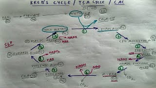 Krebs Cycle  Part 1  TCML Biochemistry Lectures  The Charsi of Medical Literature [upl. by Noseimaj]