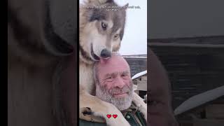 A family adopted an abandoned wolf cub and then wolf loveanimals shorts [upl. by Airemahs]